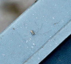 Pholcus phalangioides