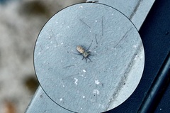 Pholcus phalangioides
