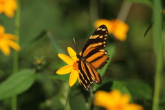 Eresia phillyra phillyra