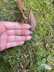 Porphyrosela minuta