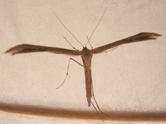 Emmelina