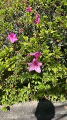 Rhododendron indicum