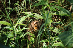 Heterogeomys hispidus