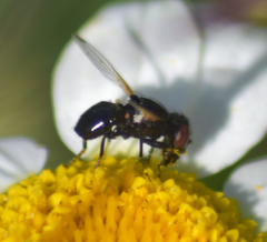 Physiphora alceae