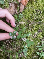 Porphyrosela minuta