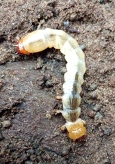 Tenebrionoidea