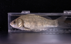 Carassius auratus