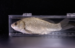Carassius auratus