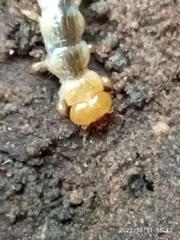 Tenebrionoidea