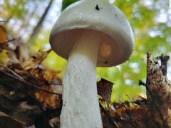 Amanita vaginata alba