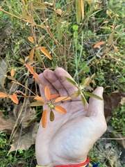 Croton glandulosus septentrionalis