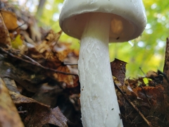 Amanita vaginata alba