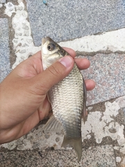 Carassius auratus