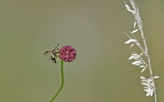 Chrysotoxum bicinctum