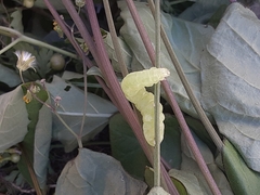 Lepidoptera