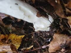 Amanita vaginata alba