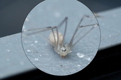 Pholcus phalangioides