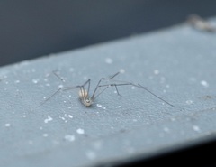 Pholcus phalangioides