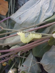 Lepidoptera