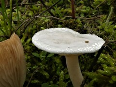 Clitocybe