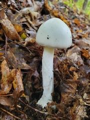 Amanita vaginata alba