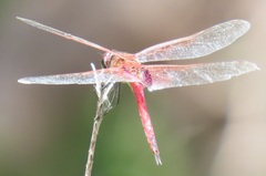 Tramea limbata