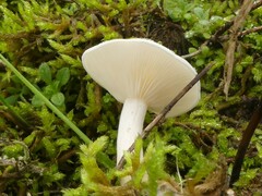Clitocybe