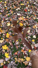 Quercus alba