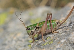 Anonconotus mercantouri