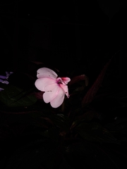 Impatiens hawkeri