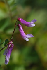 Vicia monantha