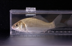 Carassius auratus