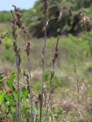 Cymbopogon nardus