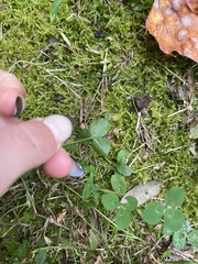 Porphyrosela minuta