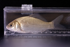 Carassius auratus