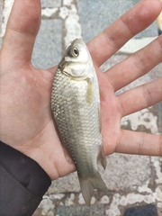 Carassius auratus