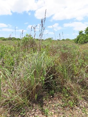 Cymbopogon nardus