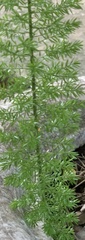 Asparagus aethiopicus