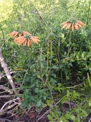 Leonotis ocymifolia