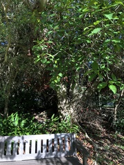 Ficus sur