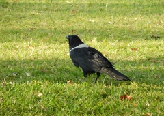 Corvus albus