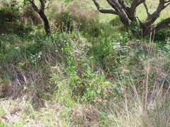 Helichrysum kraussii