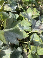 Golovinomyces cichoracearum