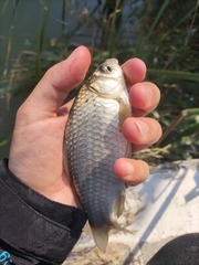 Carassius auratus