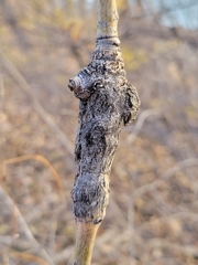 Euhexomyza schineri