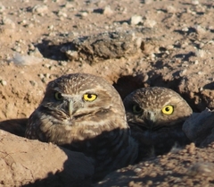 Athene cunicularia hypugaea