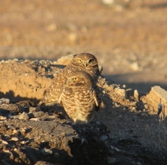 Athene cunicularia hypugaea