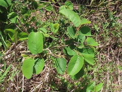 Annona senegalensis