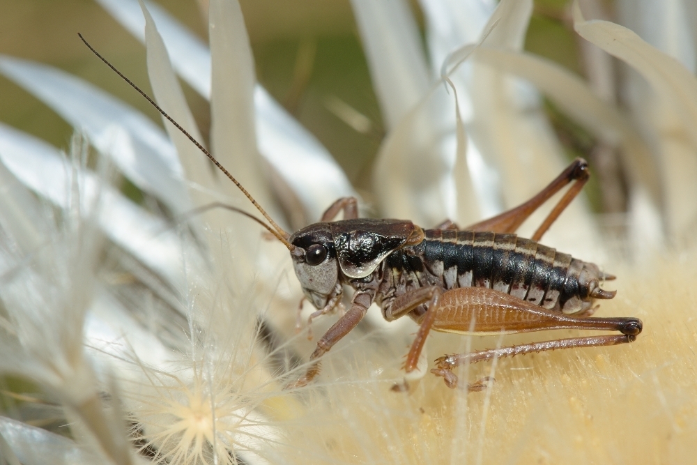 Mercantour Alpine Bush-cricket