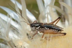 Anonconotus mercantouri